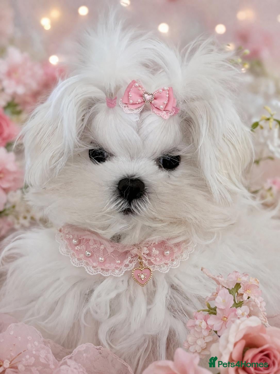 Maltese dogs Baby doll face Korean little Girl ( Ava) - Advert 4