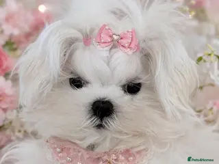 Maltese dogs Baby doll face Korean little Girl ( Ava) - Advert 4