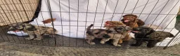 Cockapoo dogs for sale: Cockerpoo pups  - Advert 10