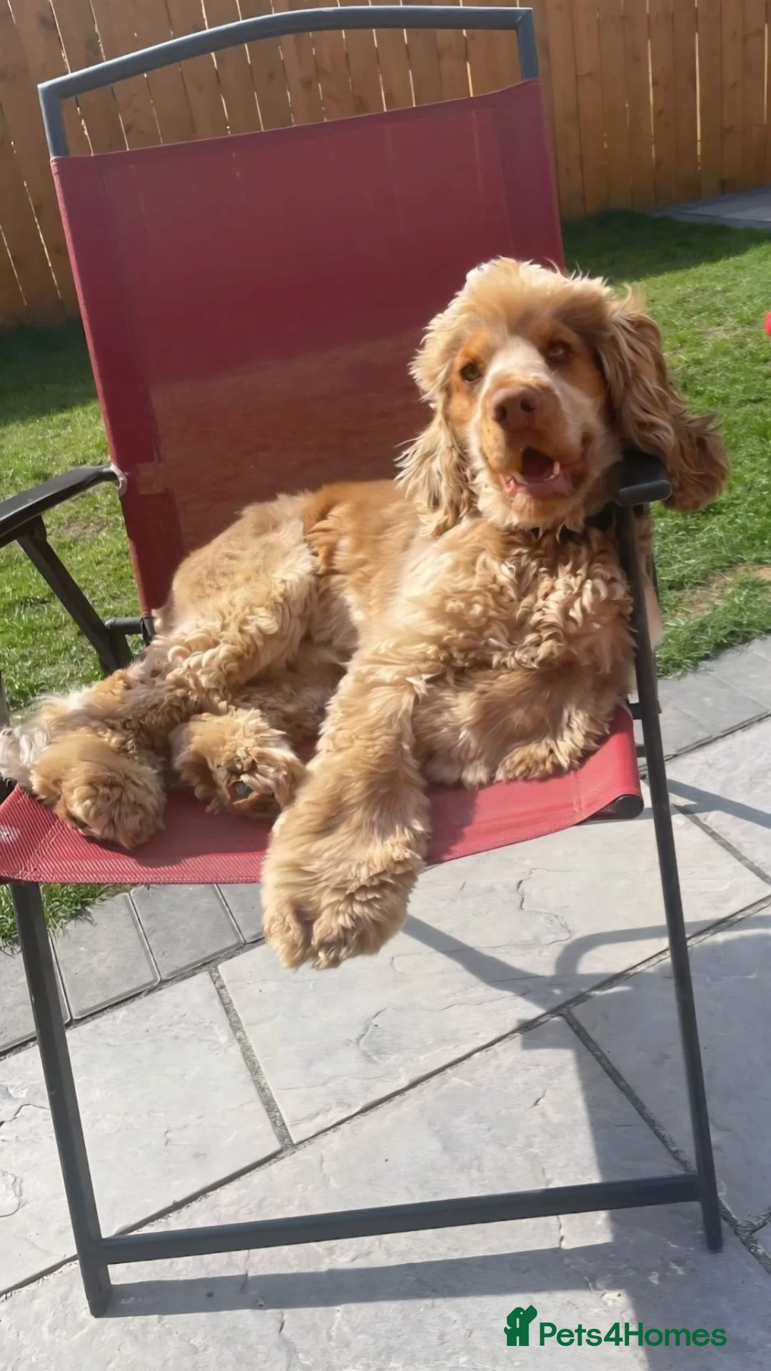Cocker Spaniel dogs for stud: Show Cocker spaniel for stud in Durham - Advert 2