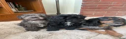 Cockapoo dogs for sale: 1 Beautiful Toy cocker poo Boy   - Advert 14