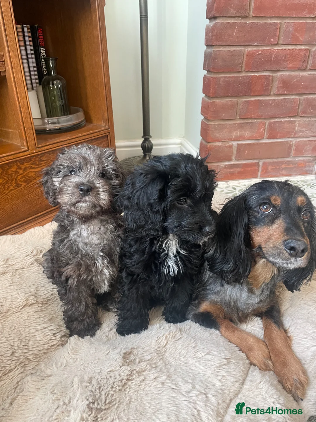 Cockapoo dogs for sale: 1 Beautiful Toy cocker poo Boy   - Advert 14