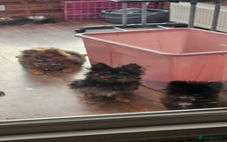Pomeranian dogs for sale: Pomeranian Girls For Sale  - Image 7