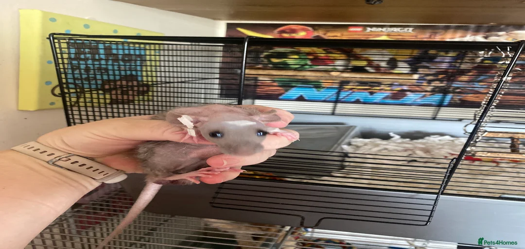 Gallery Image {{count}}