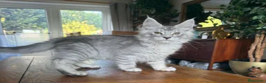 Maine Coon 7