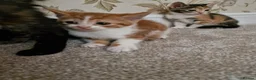 Mixed Breed cats for sale: Kittens Ready Now in Basildon - Advert 31