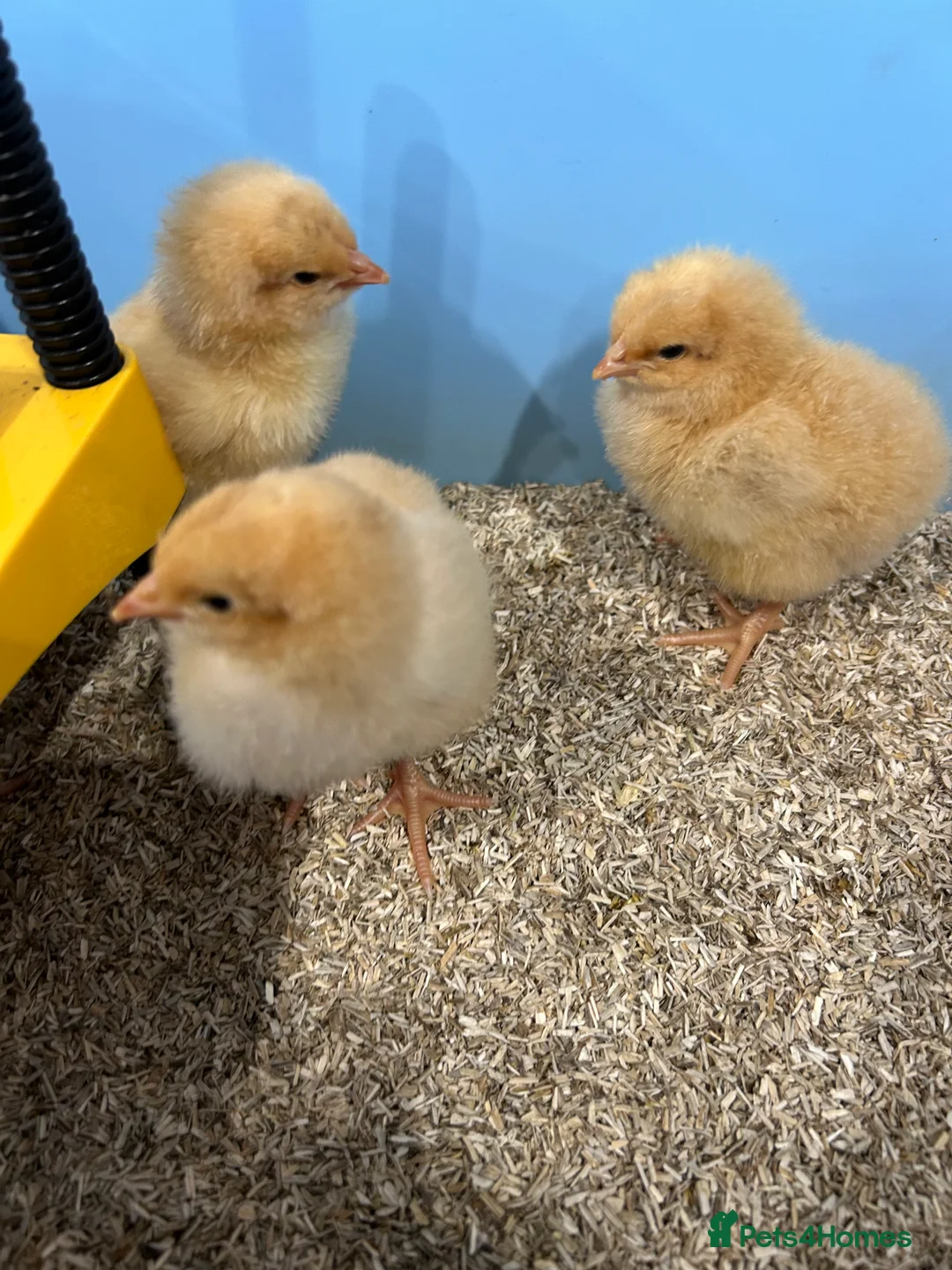 Chickens poultry for sale: Day old buff Orpington Chicks (unsexed)  in Southampton - Advert 4