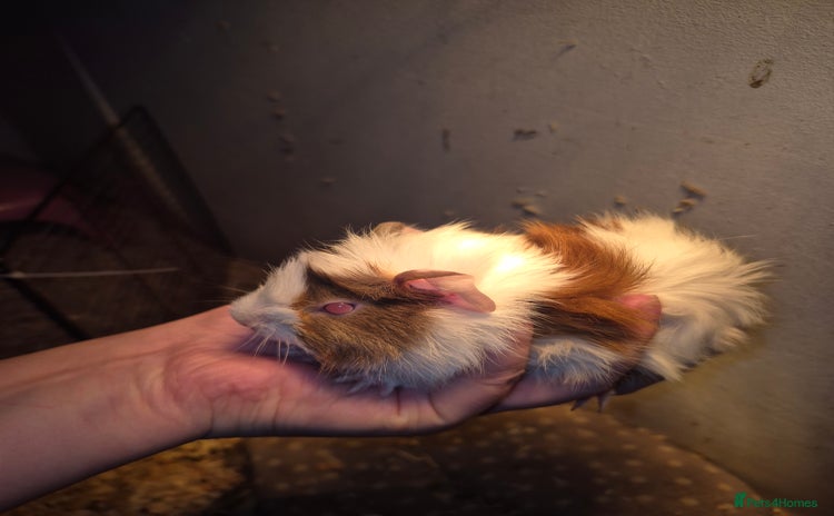 Guinea Pig rodents - Advert 14