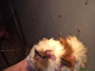 Guinea Pig rodents - Advert 31