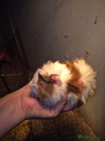 Guinea Pig rodents - Advert 5