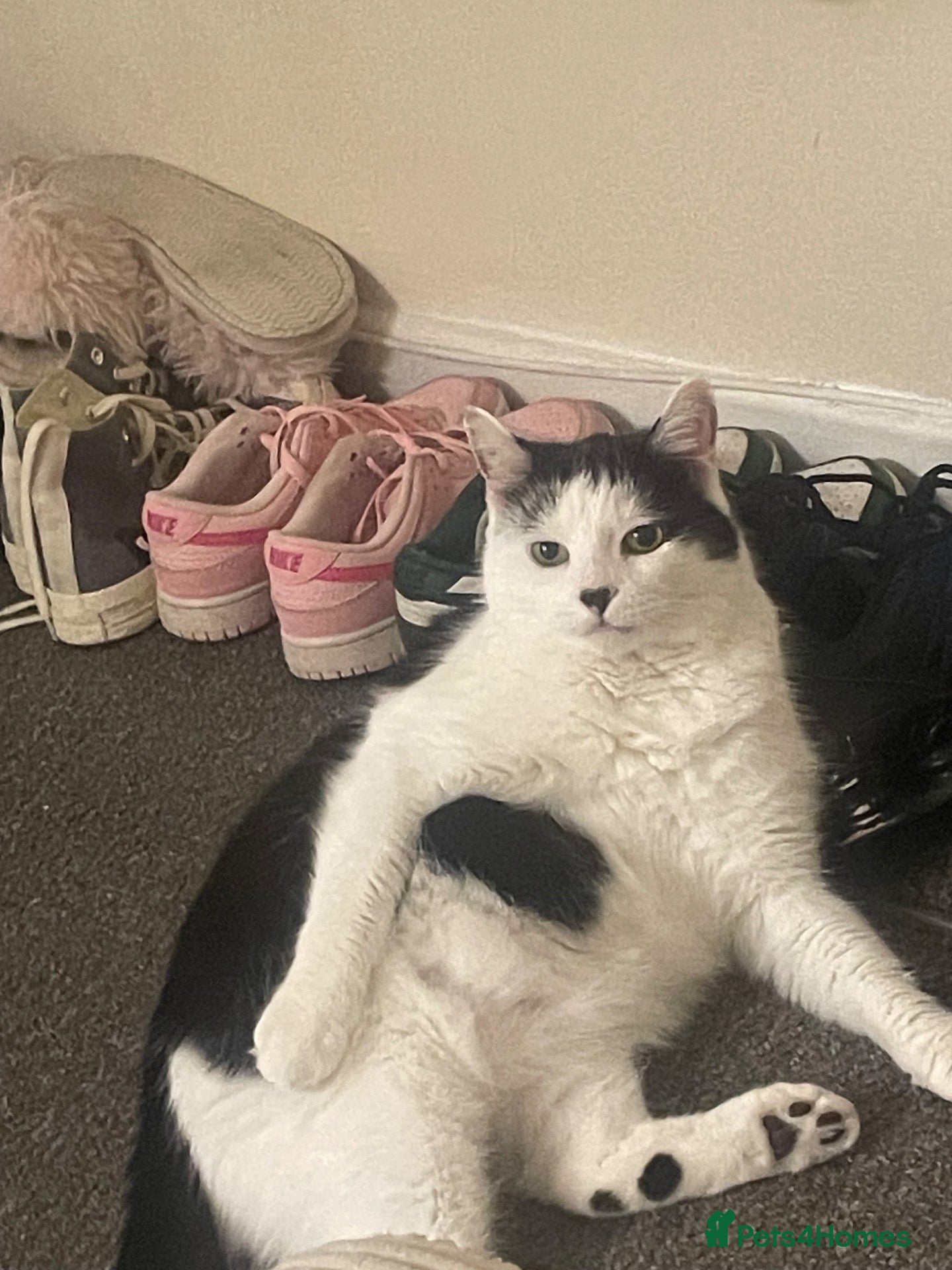 Mixed Breed cats Male cat for sale 9 years old  - Advert 4