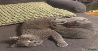 British Shorthair cats - Advert 5