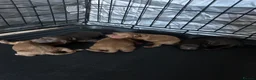 Cockapoo dogs for sale: F1 Cockapoos - Advert 3