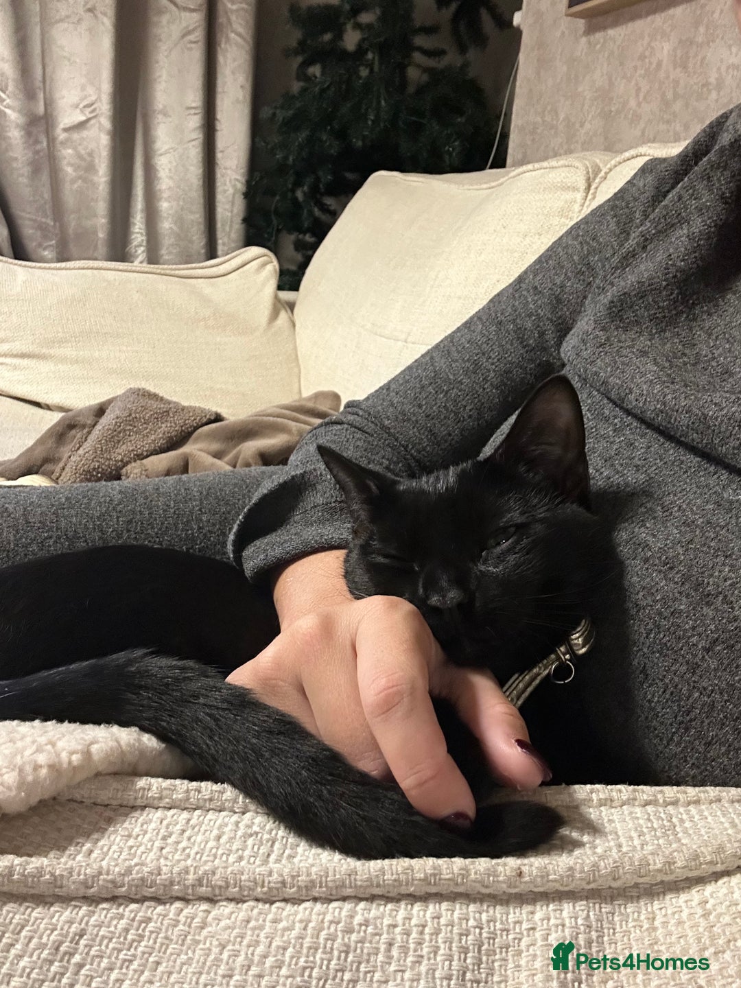 Mixed Breed cats for sale: Shadow - Advert 1