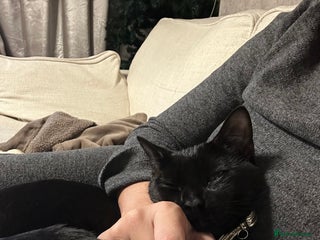 Mixed Breed cats Shadow - Advert 1