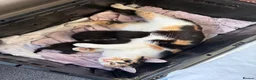 Domestic Shorthair cats for sale: Domestic shorthair kittens - 1 male and 1 female  in Calne - Advert 6