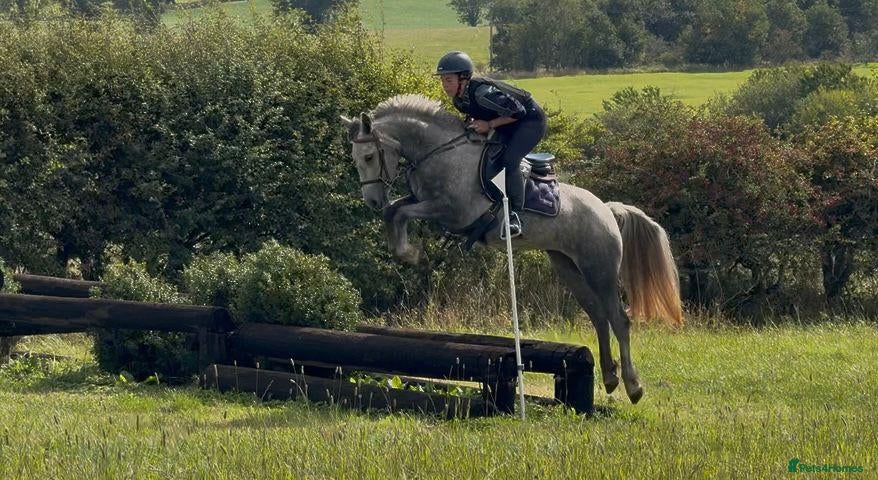 Connemara horses Much-Loved Connemara Mare for Sale - Advert 2