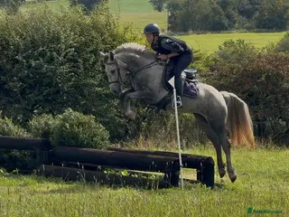 Connemara horses Much-Loved Connemara Mare for Sale - Advert 2