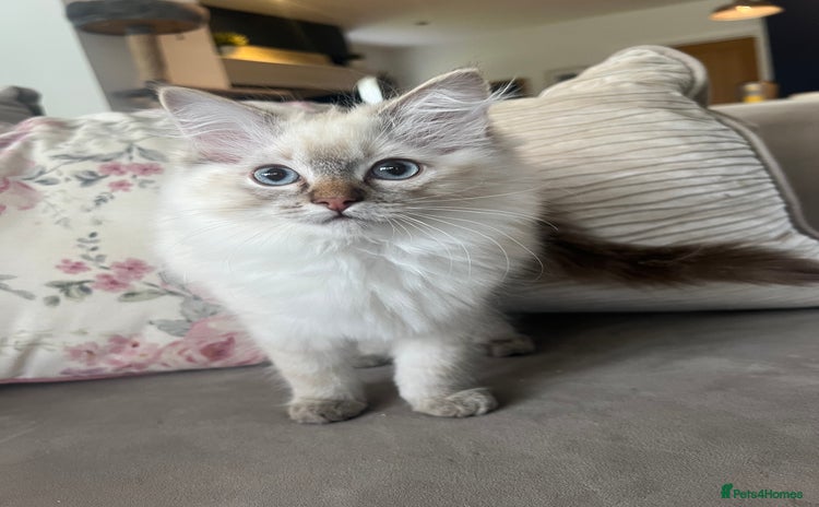 Ragdoll cats - Advert 14