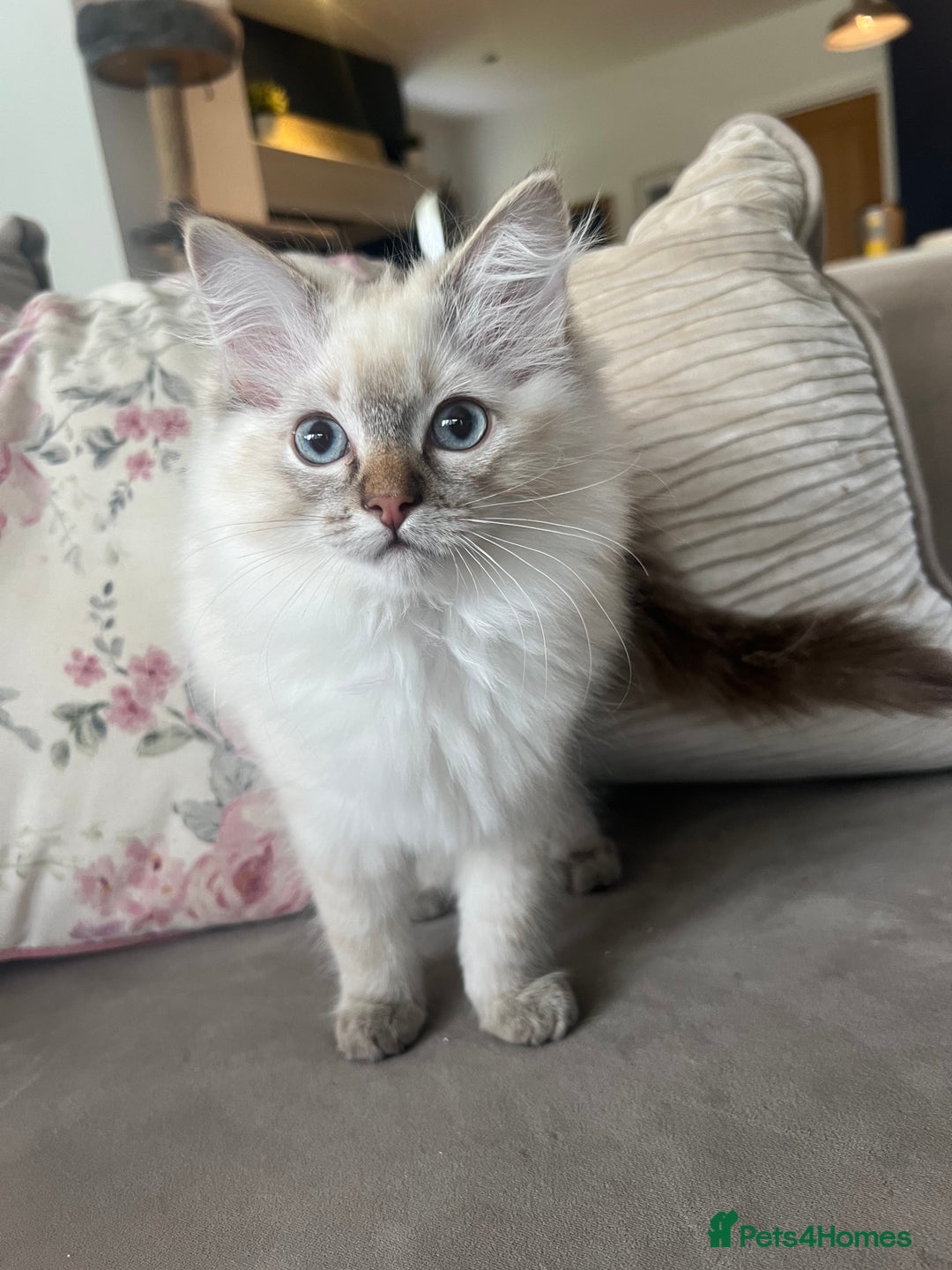Ragdoll cats for sale: Beautiful female ragdolls - Image 1