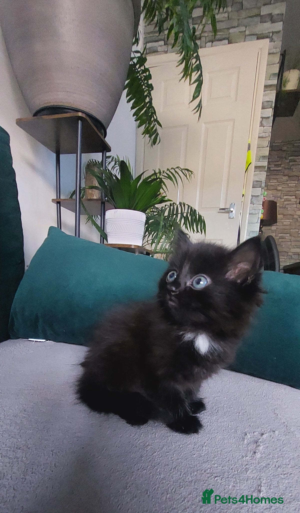 Mixed Breed cats Black fluffy girl - Advert 1