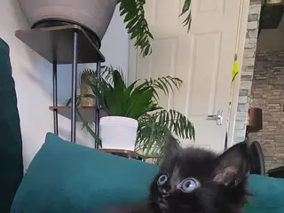 Mixed Breed cats Black fluffy girl - Advert 1