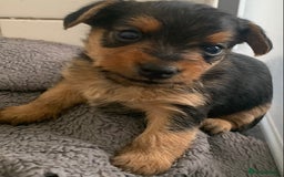 Mixed Breed dogs for sale: Two healthy beautiful male pups  - Image 4