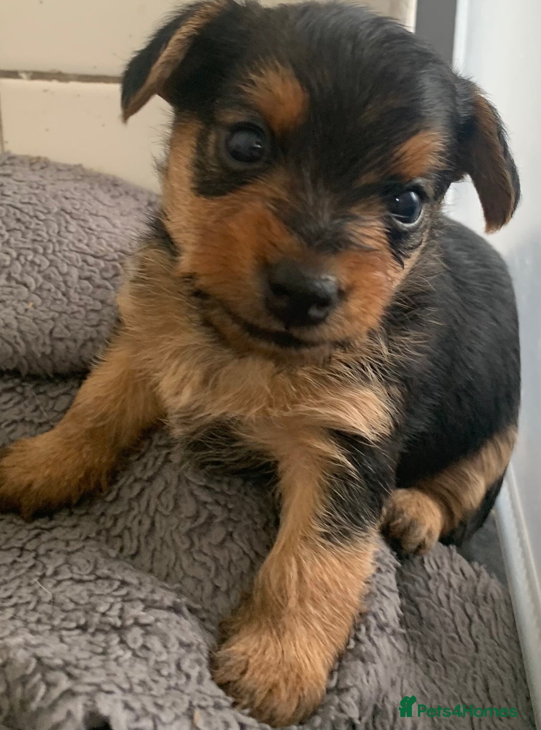 Mixed Breed dogs for sale: Two healthy beautiful male pups  - Image 4