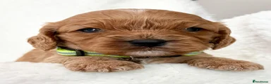 Cavapoo 5