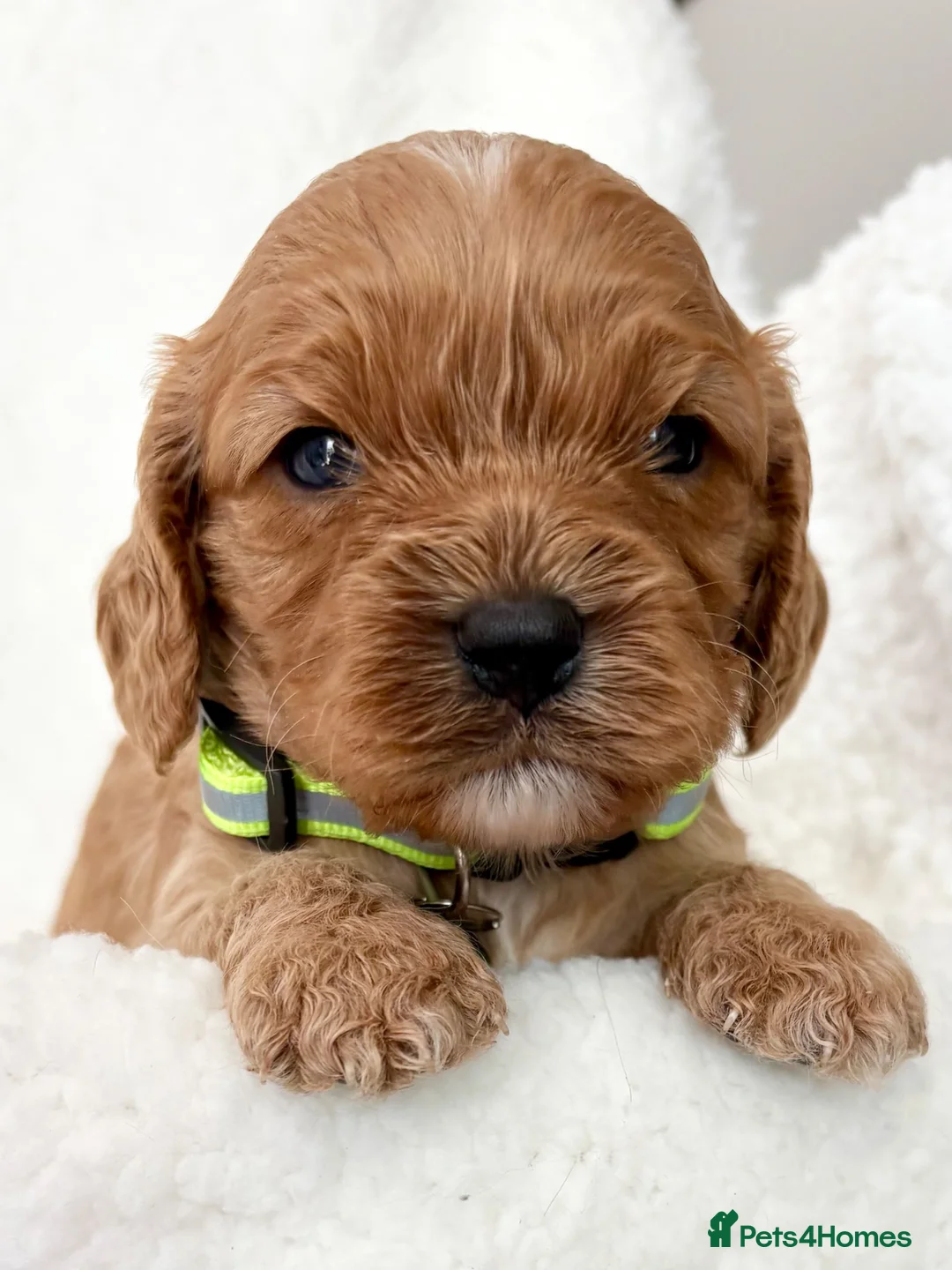 Cavapoo dogs for sale: One Adorable miniature F1 red Cavapoo male - Advert 13