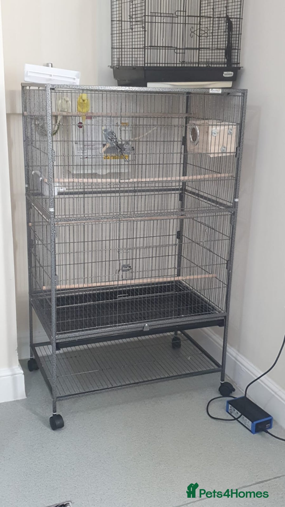 Budgerigars birds for sale: Budgies for sale  - Image 10