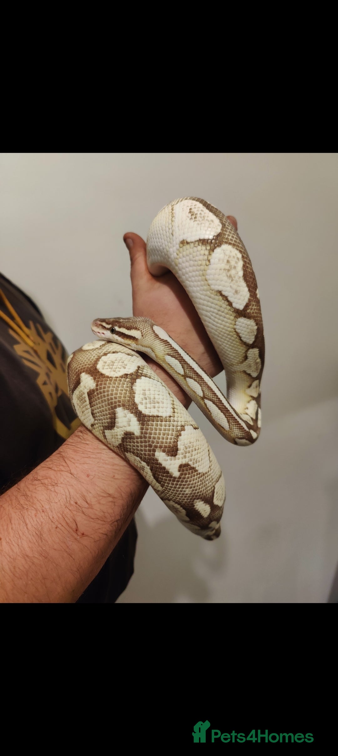 Python Snake reptiles Royal Python - Mixed morphs available - Advert 1