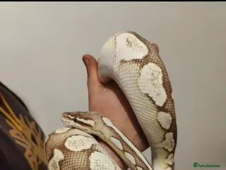 Python Snake reptiles Royal Python - Mixed morphs available - Advert 1