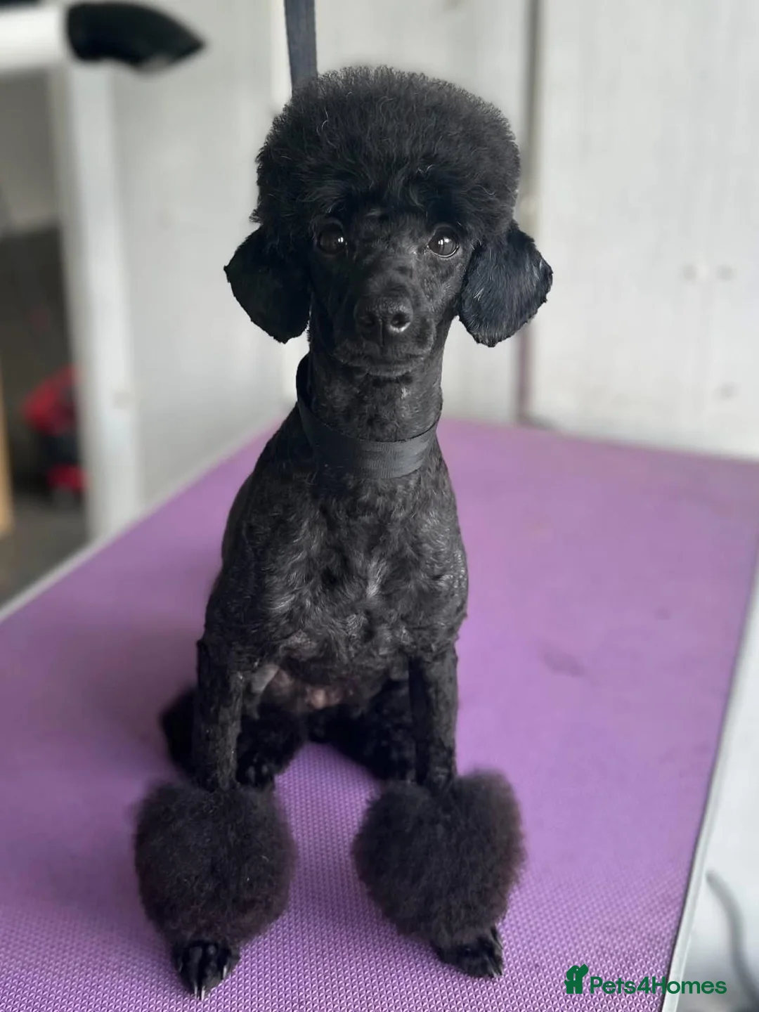 Poodle dogs for sale: Miniature poodles in Newbury - Advert 2