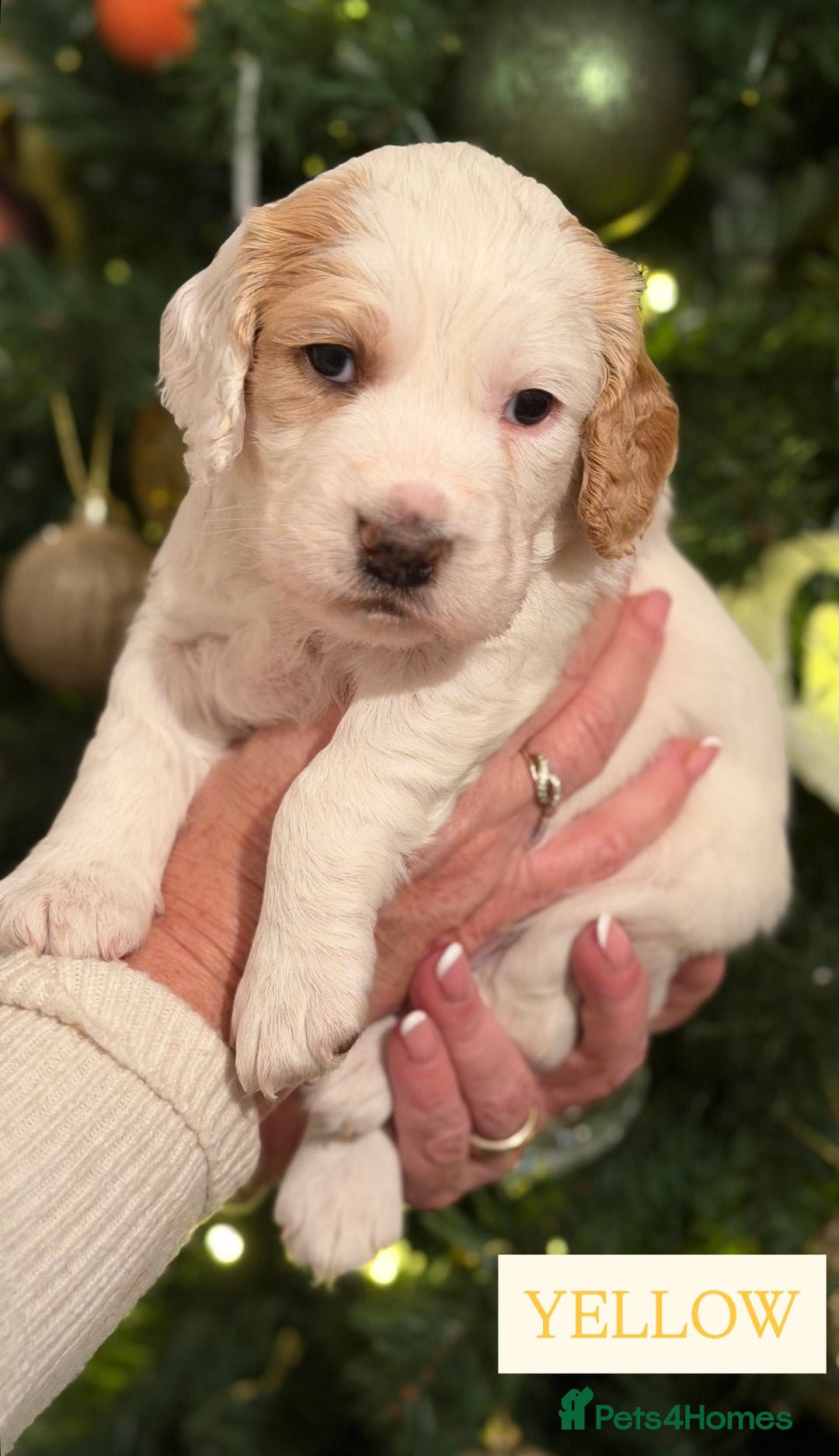 Cocker Spaniel dogs for sale: Cocker Spaniel Puppies - Advert 2