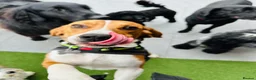 Beagle dogs for stud: Pablo The Beagle STUD in Bolton - Advert 3