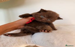 British Shorthair cats for sale: 7 British Shorthair Kittens TICA®️ – Import Lines - Image 2