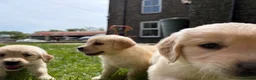 Golden Retriever dogs for sale: FULLY VACCINATED KC REG GOLDEN RETRIEVERS - Advert 8