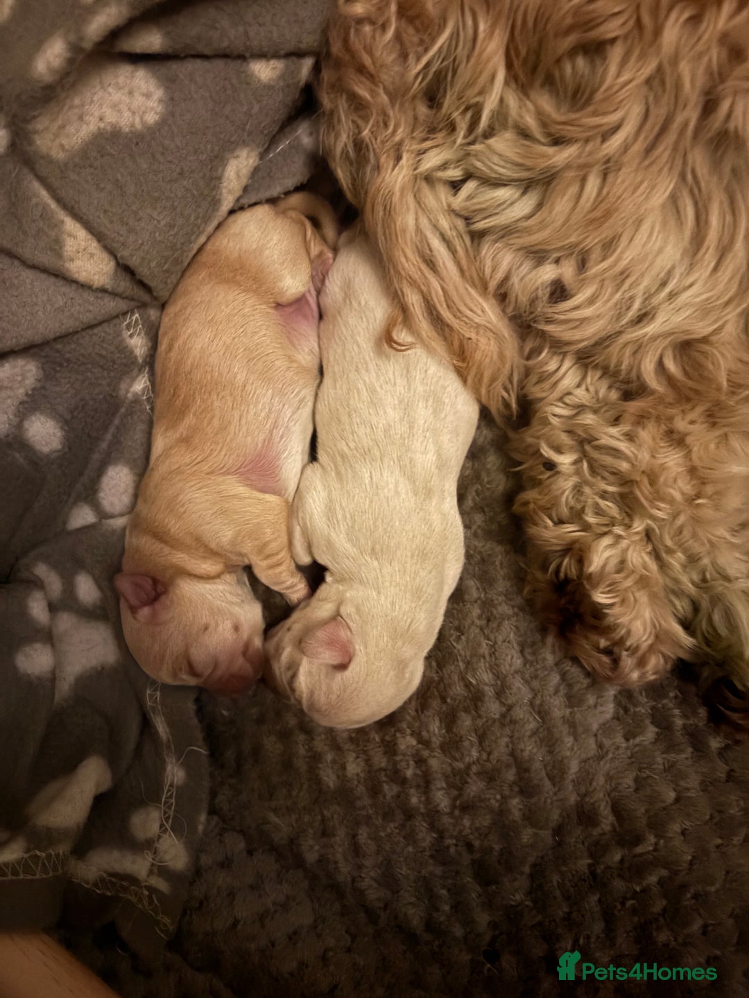 Mixed Breed dogs for sale: Cavachon x Chihuahua / healthy pups - Advert 6