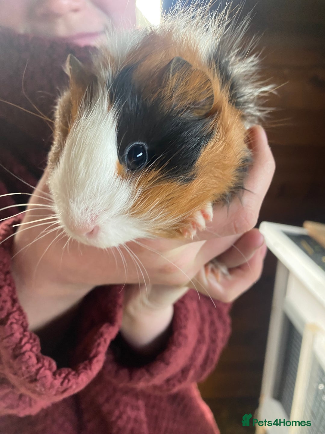 Guinea Pig rodents for sale: Lovely Guinea Pigs  - Advert 1