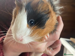 Guinea Pig rodents Lovely Guinea Pigs - Advert 15