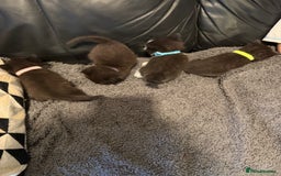 British Shorthair cats for sale: Stunning British Shorthair X Kittens  - Image 16