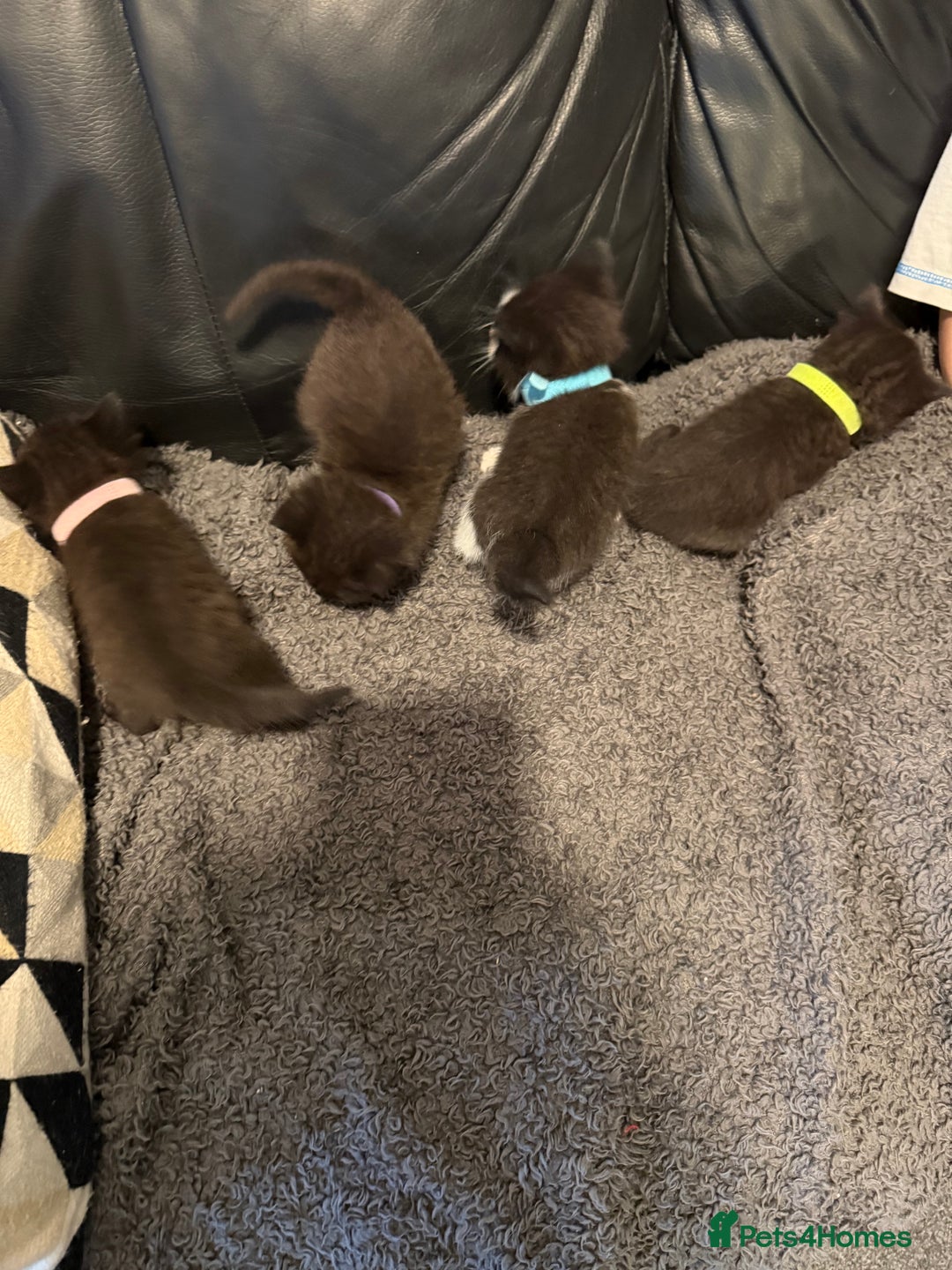 British Shorthair cats for sale: Stunning British Shorthair X Kittens  - Image 16