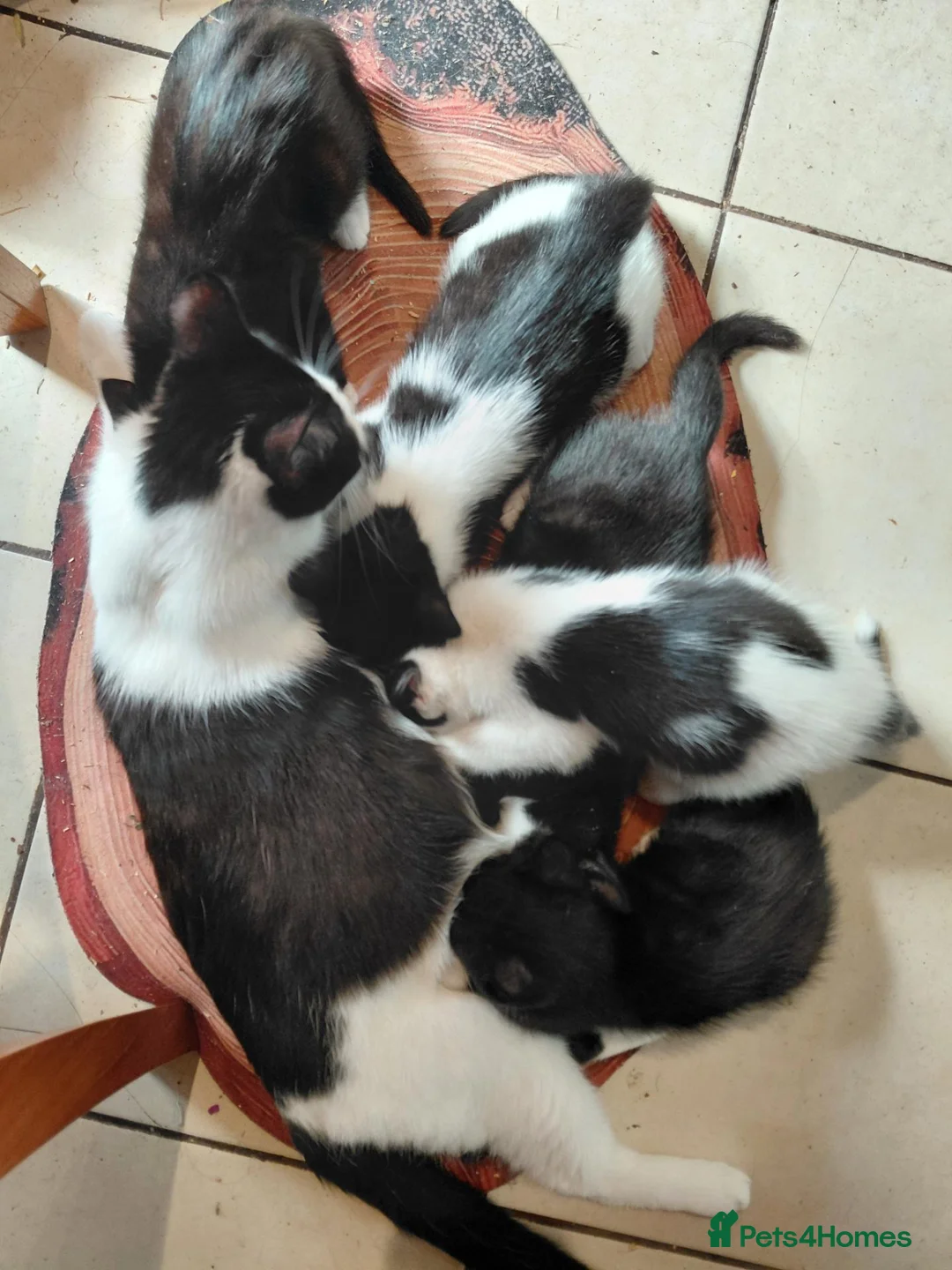 Mixed Breed cats for sale: 6 Tuxedo Kittens for Sale Black & White, Ready  - Advert 1