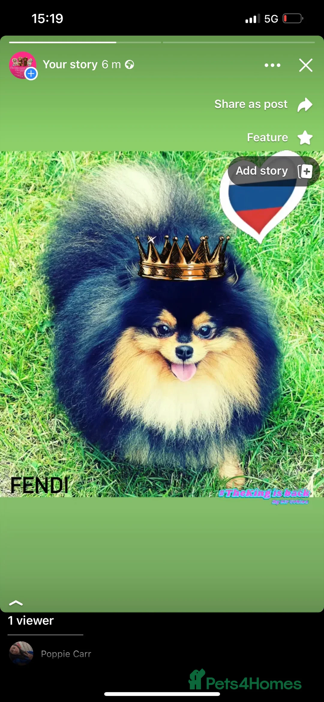 Pomeranian dogs for stud: STUNNING FENDI OPEN AT STUD 🏆CHAMPION SIRED🏆 in Grays - Advert 21