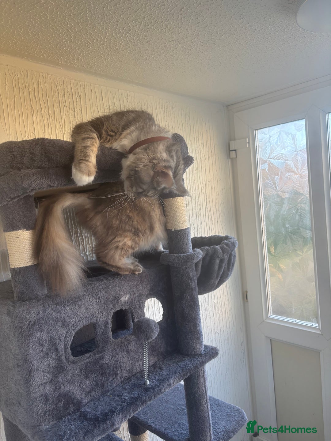 Maine Coon cats for sale: 5 Maine coon babies  - Advert 34