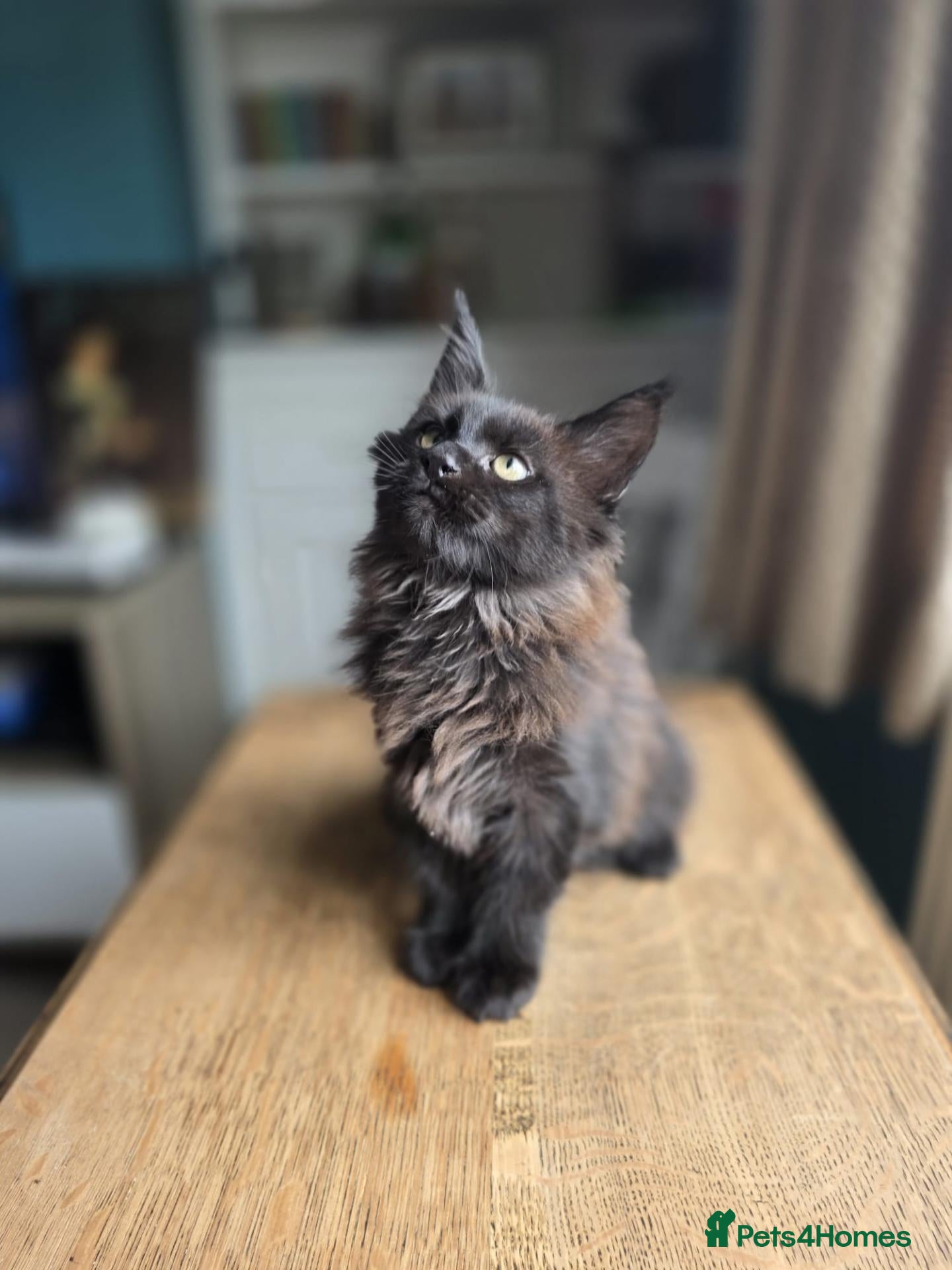 Maine Coon cats Tica Maine coon cubs / kittens. - Advert 1
