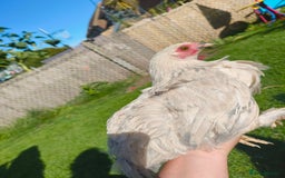 Chickens poultry for sale: 7 Chickens and young chickens for sale  - Image 9
