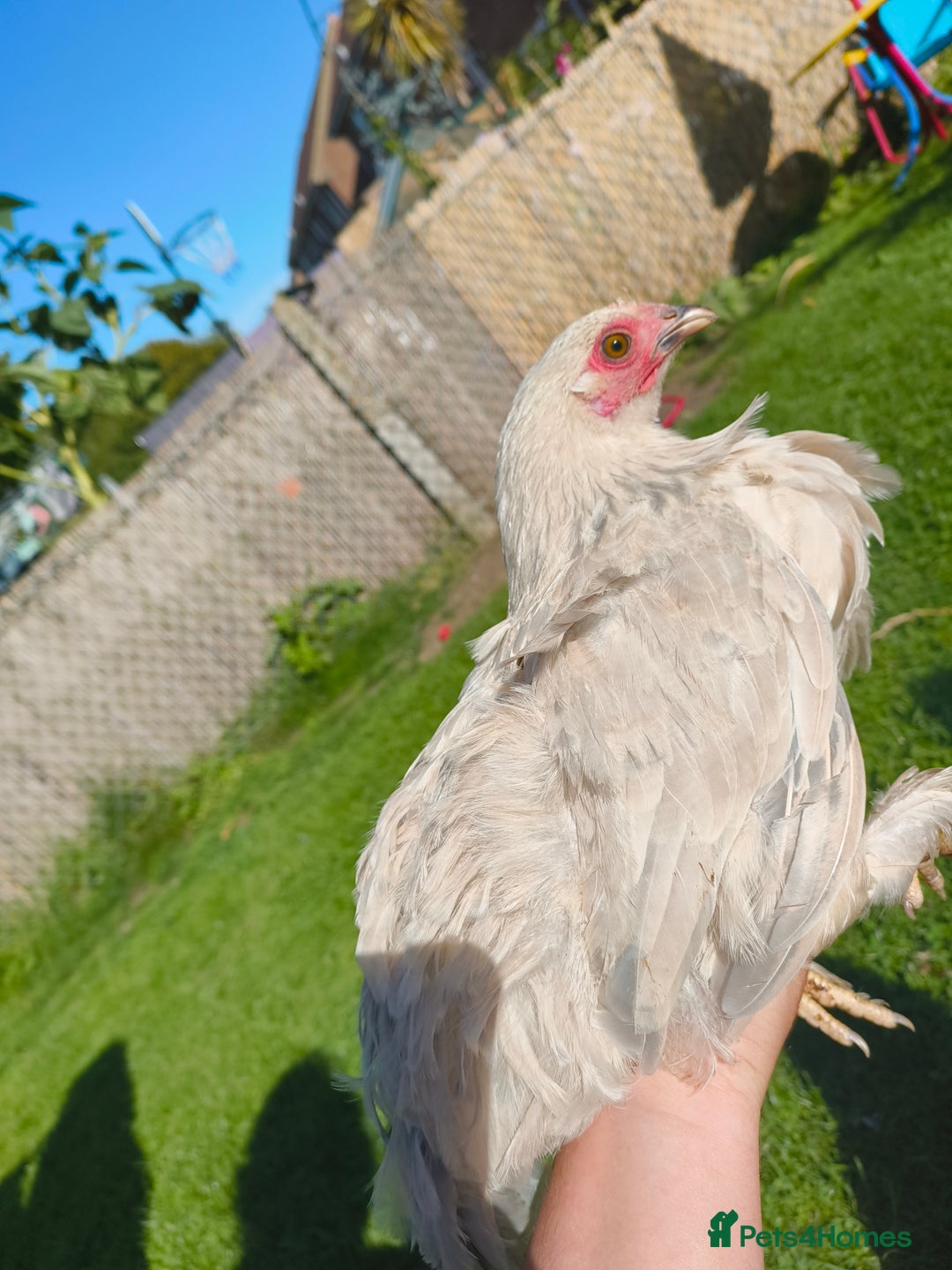 Chickens poultry for sale: 7 Chickens and young chickens for sale  - Image 9