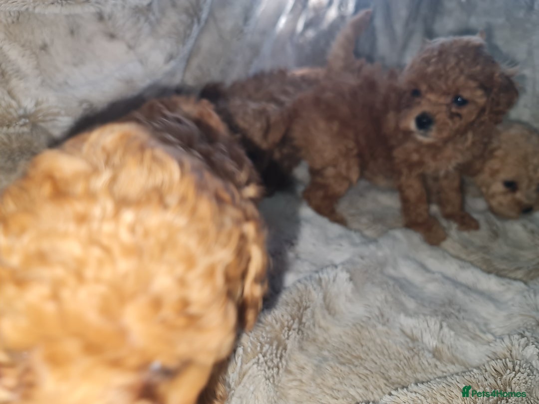 Toy Poodle dogs for sale: Tiny kc puppies,DNA&Genetic tested parents  - Image 24
